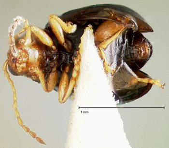 Media type: image;   Entomology 30839 Aspect: habitus ventral view